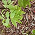 Sambucus racemosaLeaf
