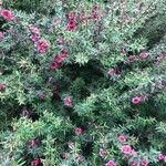 Leptospermum scoparium Flor