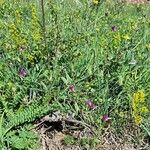 Lathyrus hirsutus Habit