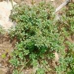 Frankenia pulverulenta Otro