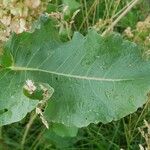 Rumex aquaticus Levél