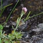 Antennaria alpina Облик