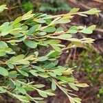 Leptospermum laevigatum Blad