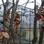 Carpinus turczaninovii Листок