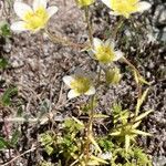 Saxifraga aspera Flower