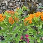 Asclepias tuberosa Flower