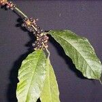 Sorocea pubivena Otro