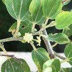 Ziziphus spina-christi Levél