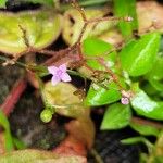 Aciotis ornata 花