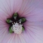 Malva subovata Virág