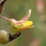 Crotalaria hyssopifolia Vrucht