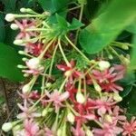 Combretum indicum Blomst