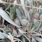 Atriplex portulacoides List