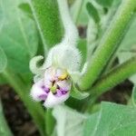Solanum incanum Blodyn