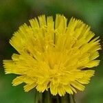 Hypochaeris microcephala Yaprak