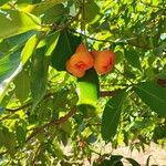 Syzygium samarangense Fruit