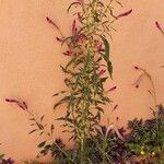 Celosia argentea Συνήθη χαρακτηριστικά