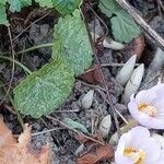 Crocus pulchellus 整株植物