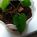 Philodendron erubescens Folha