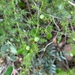 Asparagus aphyllus Fruit