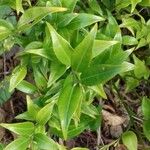 Sarcococca ruscifolia Blad