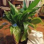 Spathiphyllum floribundum Φύλλο