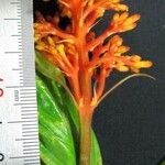 Palicourea triphylla 花