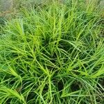 Carex muskingumensis ഇല