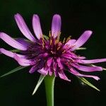 Tragopogon porrifolius Fleur