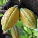 Theobroma cacao Fruit