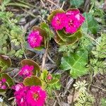 Kalanchoe blossfeldiana Õis