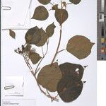 Premna schimperi Sonstige