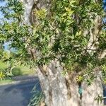 Melaleuca styphelioides Blad