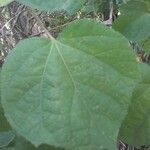 Triumfetta semitriloba Hoja