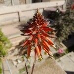 Aloe perfoliata Květ