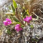 Elleanthus capitatusBloem