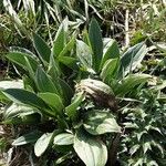 Plantago argentea Libunga