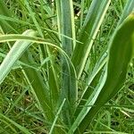 Camassia leichtlinii Hoja