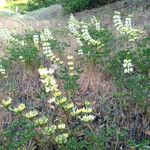 Lupinus densiflorus Plante entière