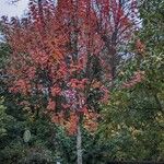 Acer rubrum Συνήθη χαρακτηριστικά