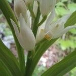 Cephalanthera longifolia फूल