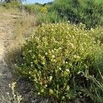 Cistus inflatus Hàbitat