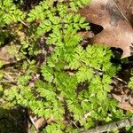 Chaerophyllum tainturieri Blatt