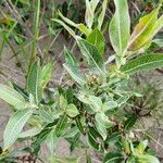 Salix eriocephala Листок