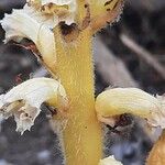 Orobanche caryophyllacea Bark