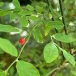 Vaccinium parvifolium Plod