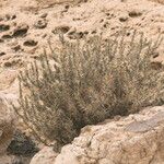 Astragalus armatus Habitat