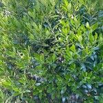 Ilex glabra Yaprak