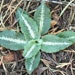 Goodyera oblongifolia عادت