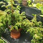 Begonia foliosa عادت داشتن